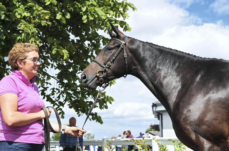 SALES: British trainers make major impact - Vimarsana News