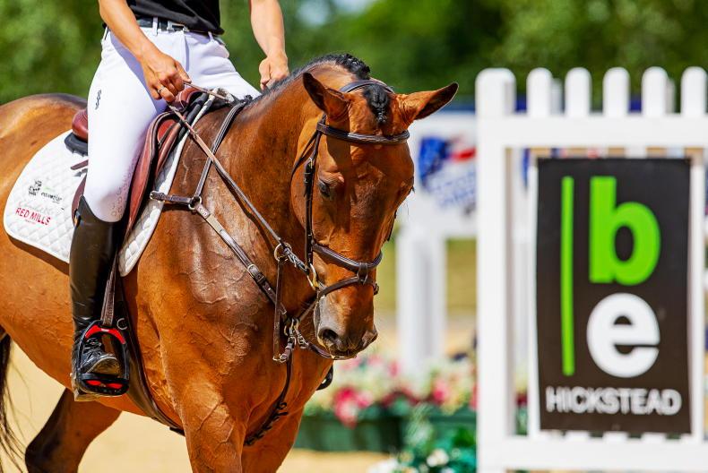 ADVERTORIAL: Find your next star with Breen Equestrian's Auction - Vimarsana News