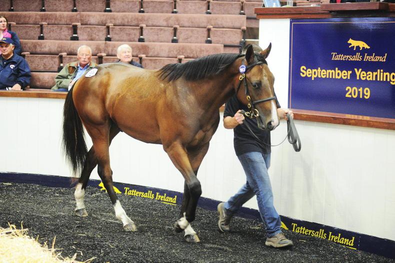 SALES: Over 600 yearlings in Tattersalls Ireland September Yearling Sale - Vimarsana News