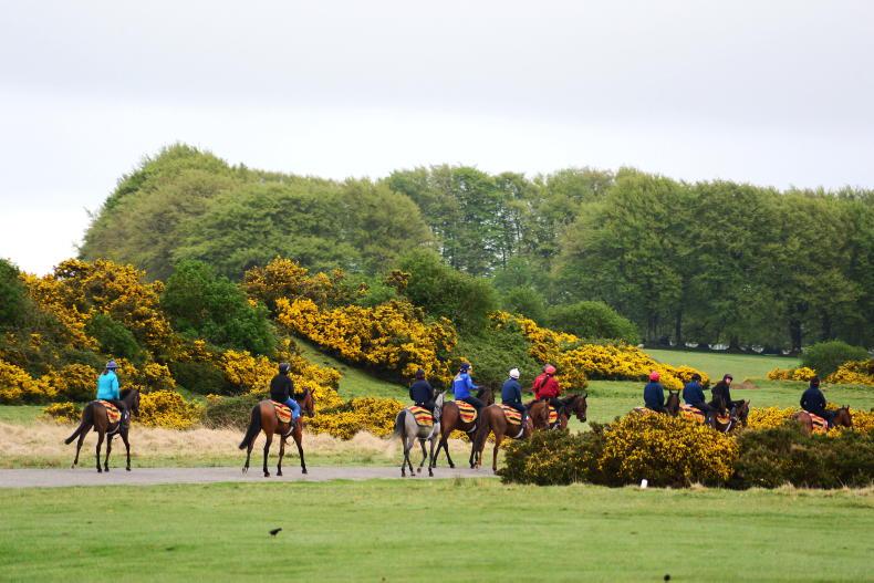 GALWAY SATURDAY: La Prima Donna ready to reach new highs - Vimarsana News