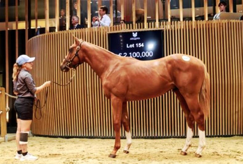 SALES: Siyouni stock sell for seven figures in Deauville - Vimarsana News