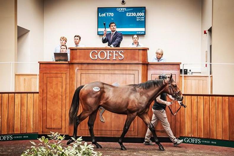 SALES: Goffs UK Premier Yearling Sale opens with 91% clearance rate - Vimarsana News