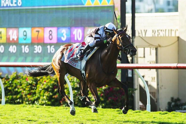 BREEDING INSIGHTS: Nest and Spendarella deliver big time - Vimarsana News