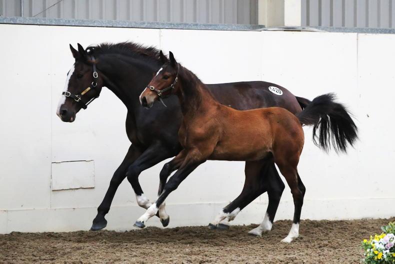 IBC FOAL SALE: Mannon Farm secures CSF Clover Rock at €26,000 - Vimarsana News