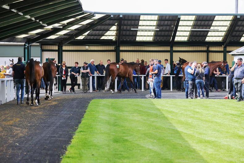 Fahey keen to accept Goffs Sportsman’s Challenge at Naas 08 September