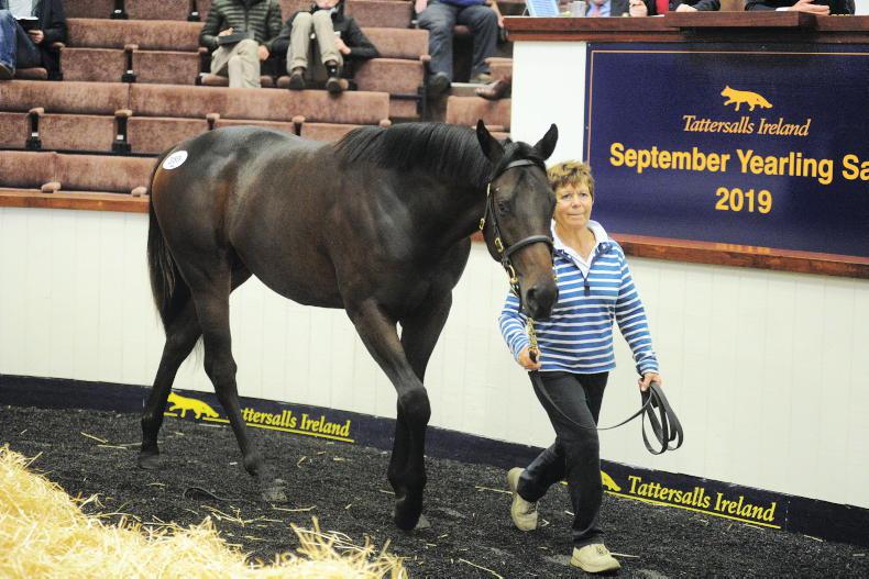 SALES: Signs look positive as sale returns to Fairyhouse - Vimarsana News
