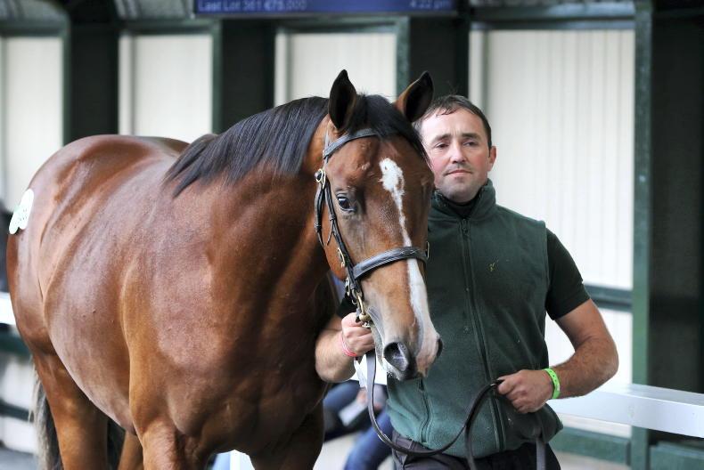 SALES: Elite sires to the fore in Orby Sale - Vimarsana News