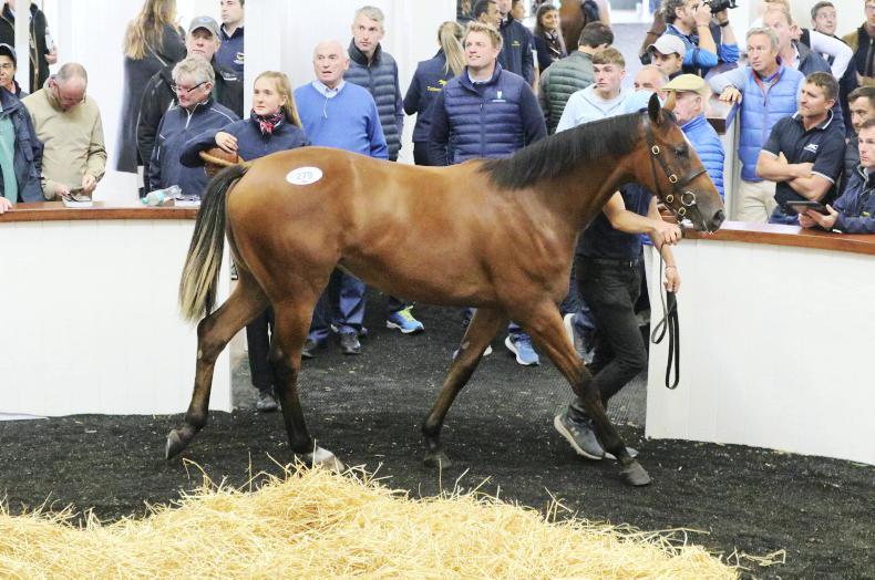 SALES: 90% clearance rate at Tattersalls Ireland - Vimarsana News