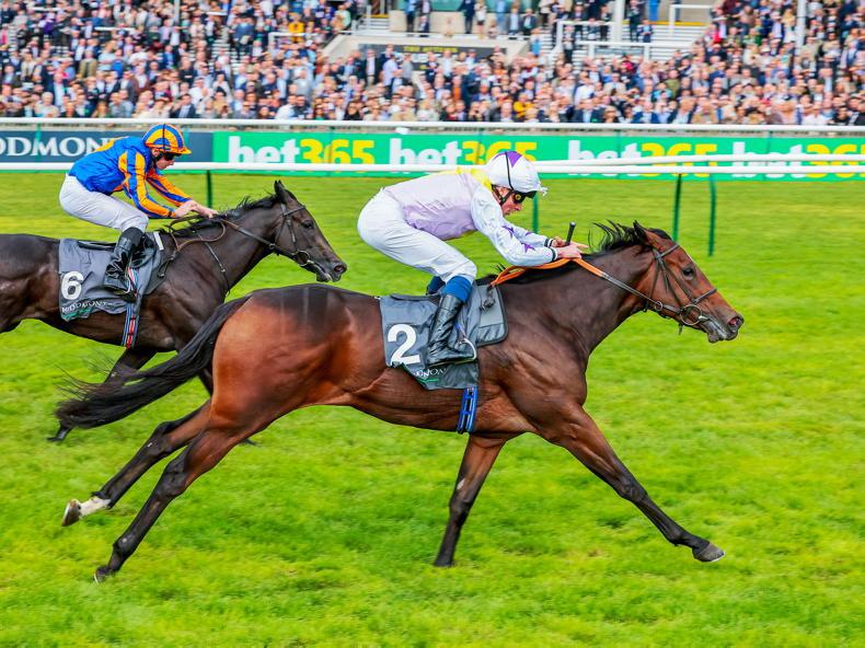 BREEDING INSIGHTS: Zoustar getting into his stride with Lezoo - Vimarsana News