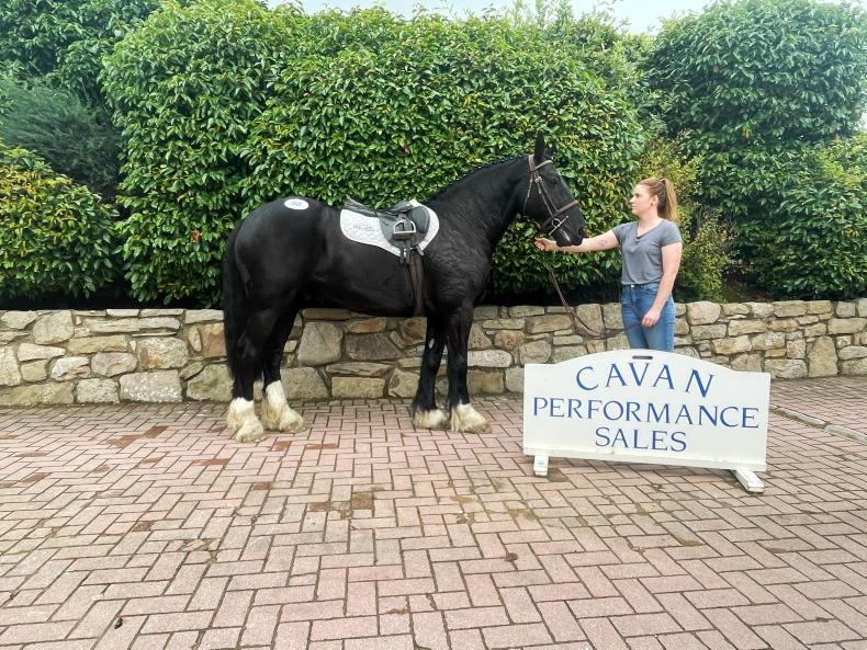 CAVAN SALES: Lively trade returns €13,600 top lot - Vimarsana News