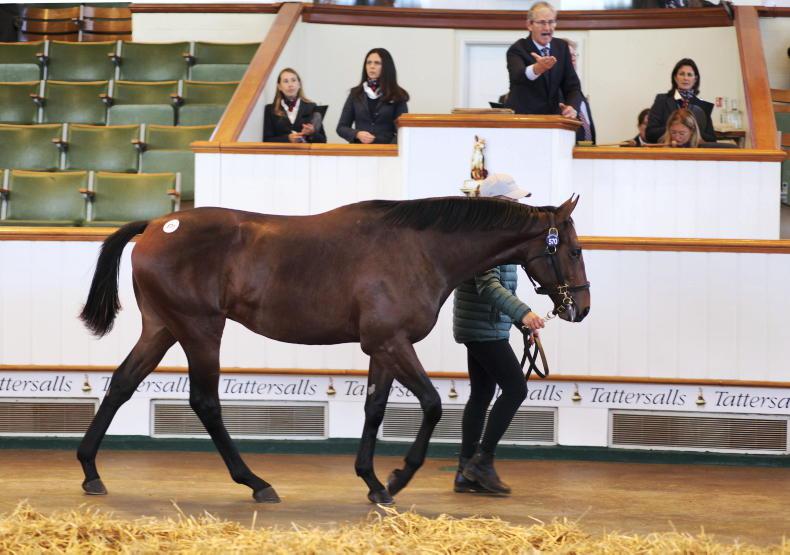 SALES: John Gosden to train 800,000gns Sea The Stars colt - Vimarsana News