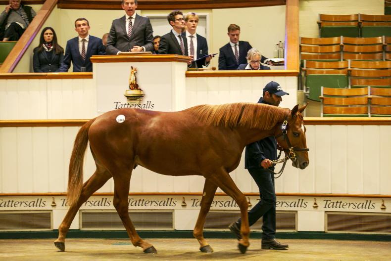 SALES: Stock by Baaeed's sire in strong demand - Vimarsana News