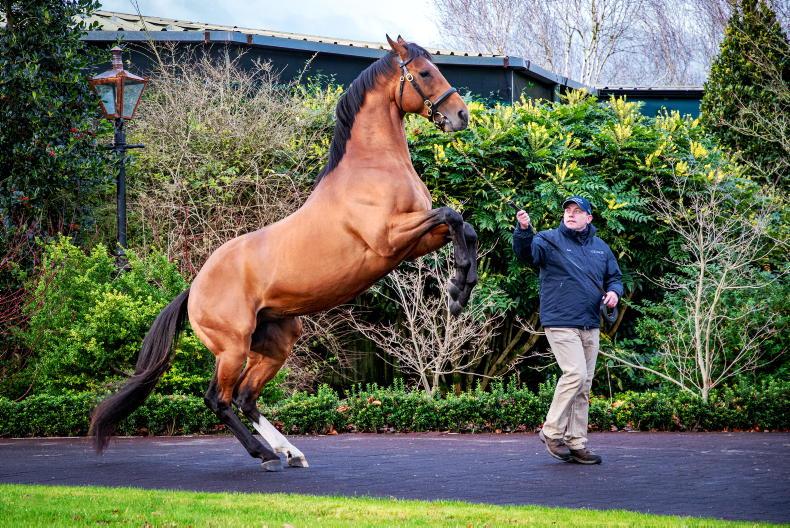 SIRE FOCUS: Rock wins unchallenged for the Warrior - Vimarsana News