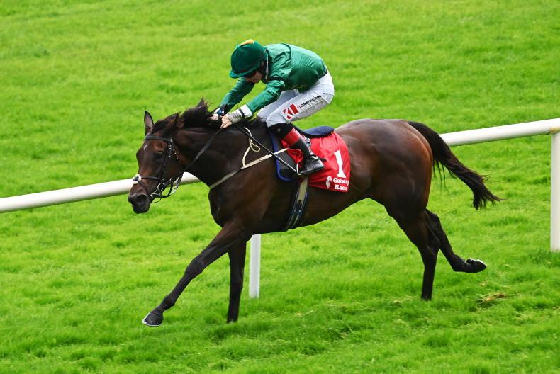 NAAS SUNDAY: Rock solid Yaxeni will be tough to beat in Bluebell - Vimarsana News