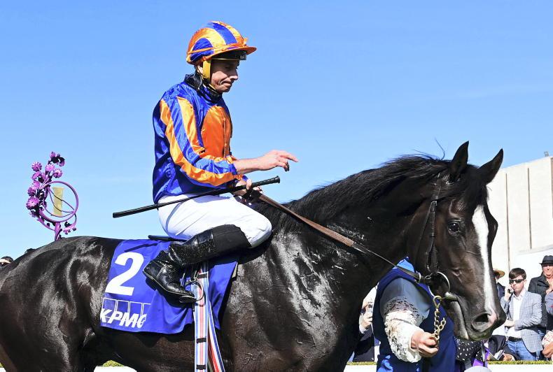 Auguste Rodin is Doncaster favourite - Vimarsana News