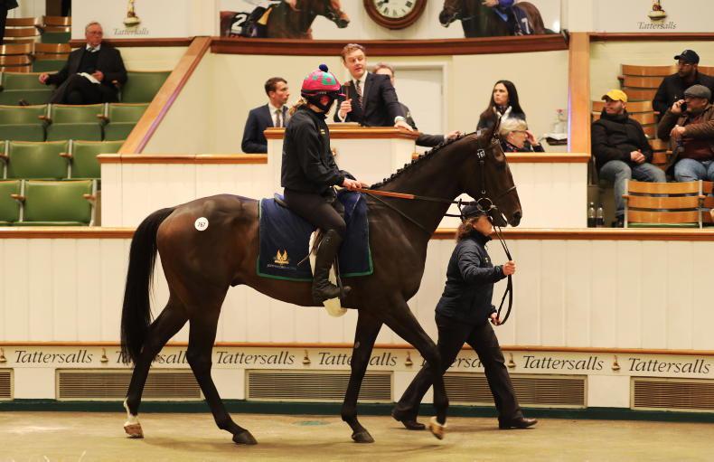 TATTERSALLS AUTUMN HORSES IN TRAINING SALE Taking a gamble in sunnier