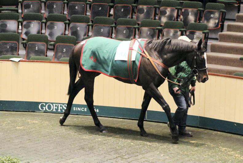 SALES Mixed market figures from the Goffs Autumn Horses In Training