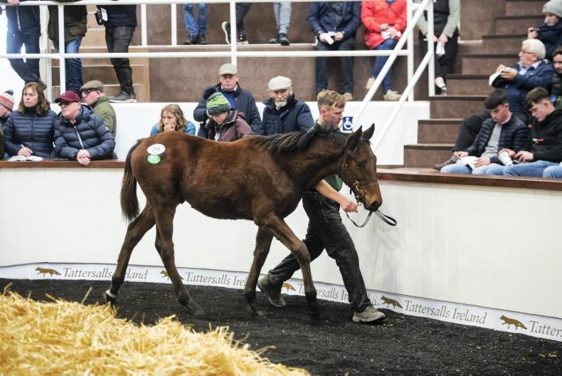 SALES: Buyers battle for Walk In The Park foals - Vimarsana News