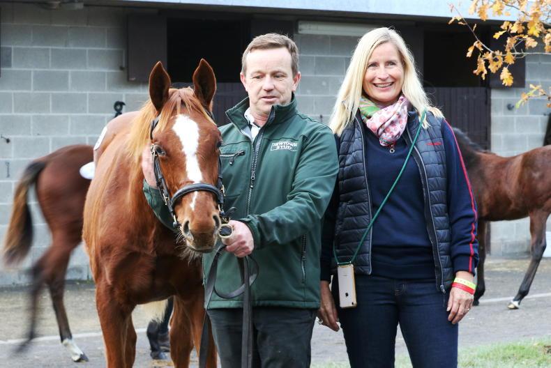 SALES: Four days of foals to savour - Vimarsana News