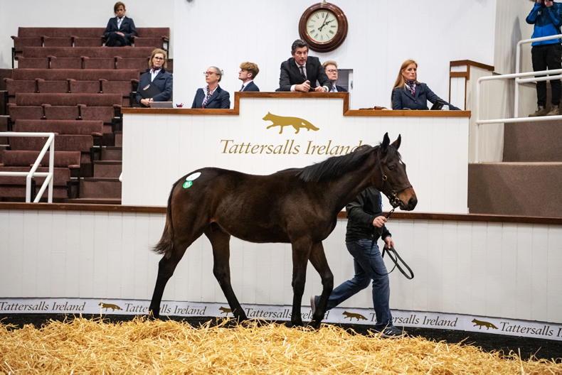 SALES: Walk In The Park foals in huge demand - Vimarsana News