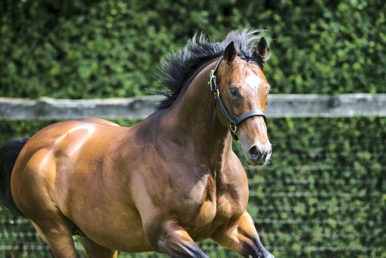 NEWS: Frankel fee raised to £275,000 - Vimarsana News