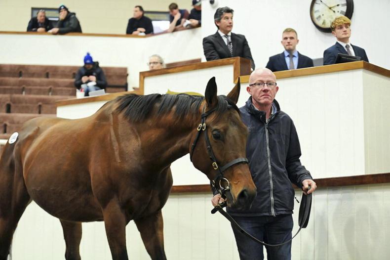 SALES: Record median but warning signs too for breeders at Tattersalls Ireland - Vimarsana News
