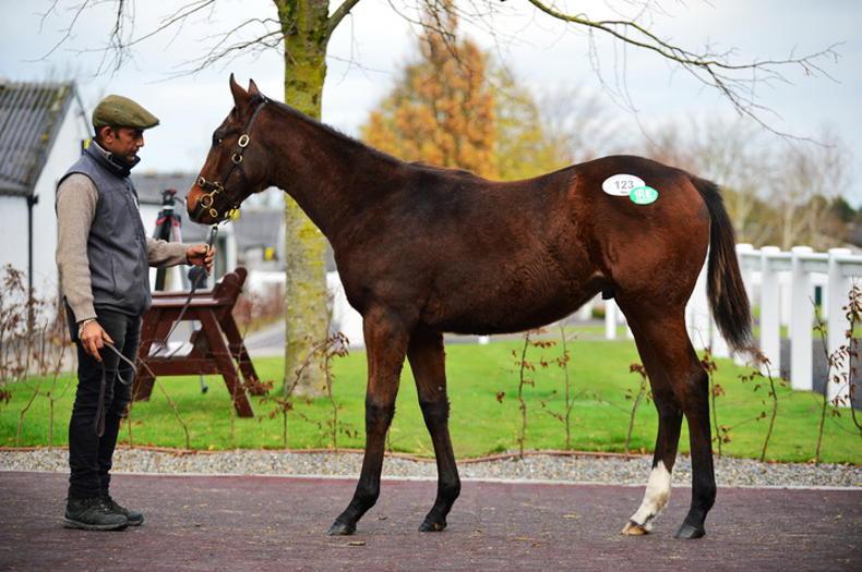 SALES: Advertise colt foal makes €38,000 on quiet day - Vimarsana News