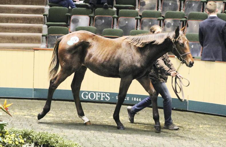 SALES: Uptick in quality sees lift-off for foal trade - Vimarsana News