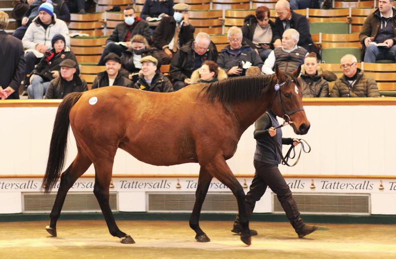 SALES: Incredible depth of quality at Tattersalls - Vimarsana News