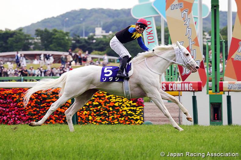 JAPAN: White star Sodashi faces 16 foes - Vimarsana News