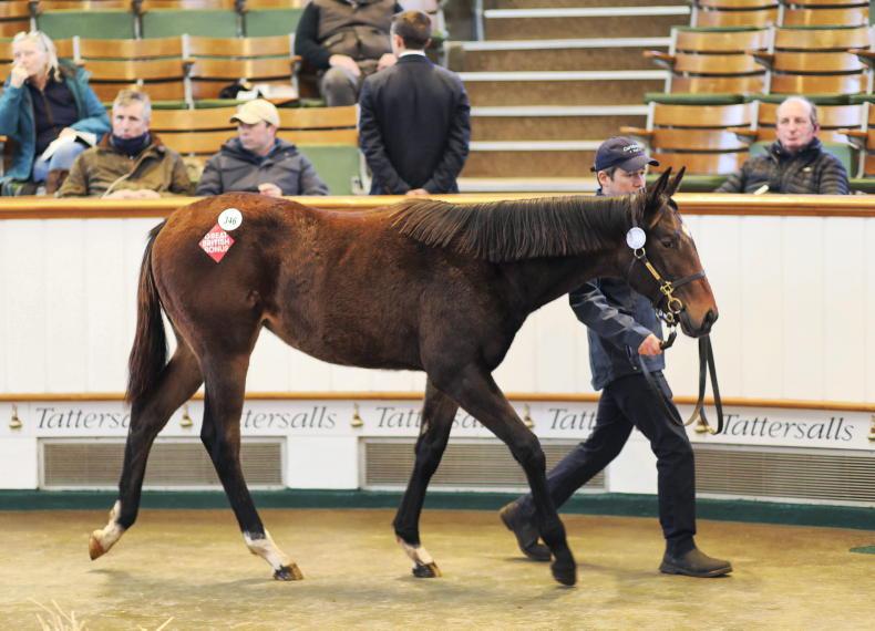 SALES: Joe Foley buys 'weapon' for 80,000gns at Tattersalls December Foal Sale - Vimarsana News