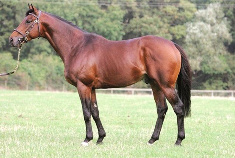 BREEDING INSIGHTS: Cheap mare throws a Group 1 winner - Vimarsana News