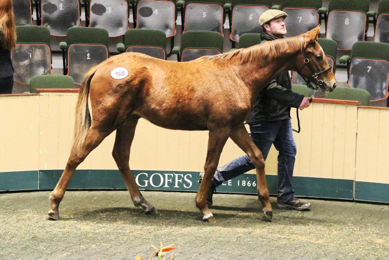 SALES: Molony pays €85,000 for colt foal at Goffs - Vimarsana News