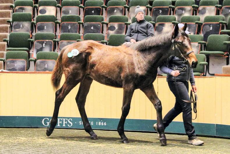 SALES: Shattered Love foal sells for record €155,000 - Vimarsana News