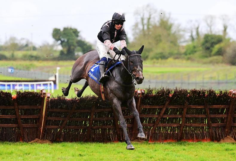 Another Quevega? Brandy Love may go straight to Cheltenham without a prep run - Vimarsana News
