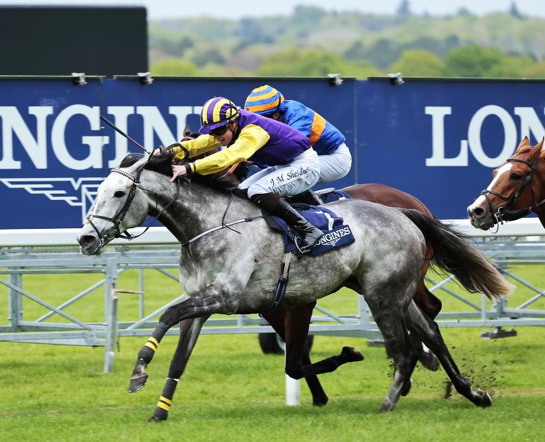 'It's very rare for a Group 1 winner' - Princess Zoe readied for hurdling debut - Vimarsana News