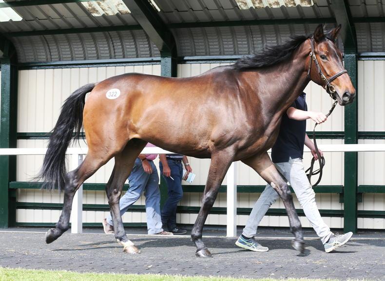 Goffs Arkle Sale - a new era - Vimarsana News