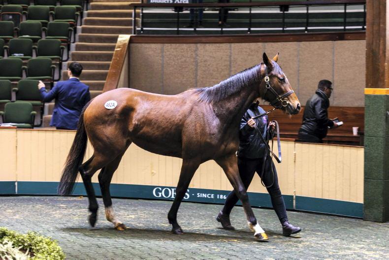 SALES: Ballinrobe winner fetches €340,000 - Vimarsana News