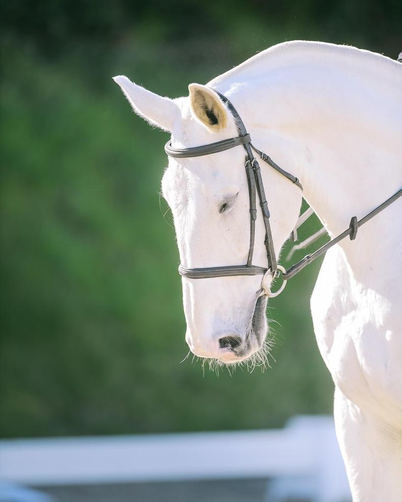 AROUND THE COUNTRY: Final salute to popular dressage league - Vimarsana News