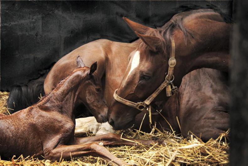Consider investing in your stud farm hygiene - Vimarsana News