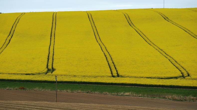 NEWS: Trainers blame rapeseed for racehorse loss of form - Vimarsana News