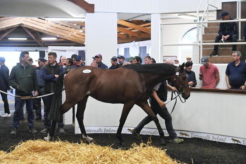 SALES: French-bred pair from Bleahen yard top market - Vimarsana News