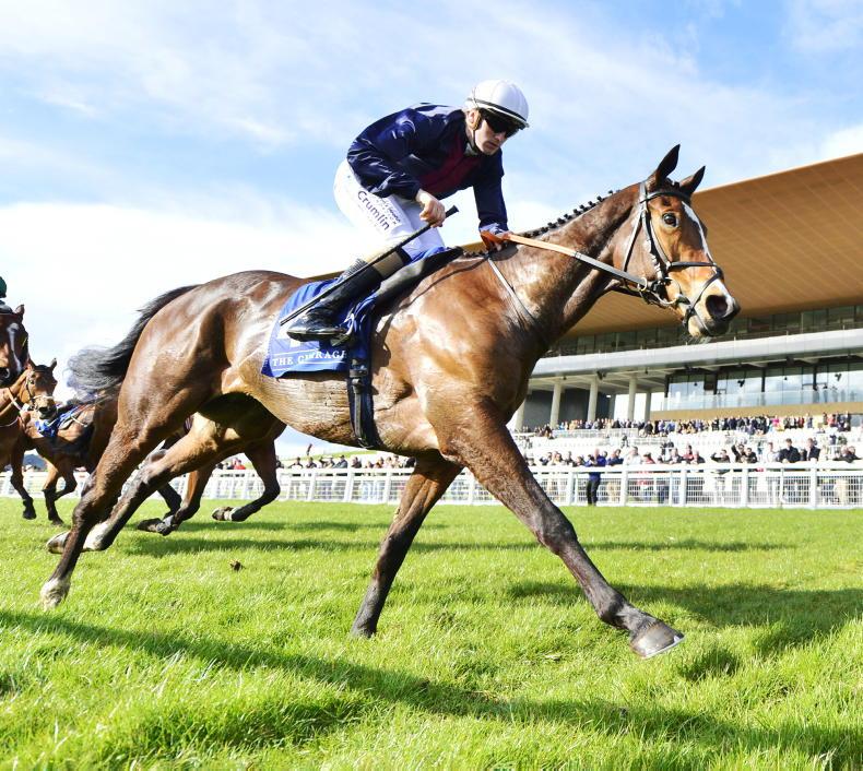 CURRAGH SUNDAY: Insinuendo can shine for McCreery in Group 2 test - Vimarsana News