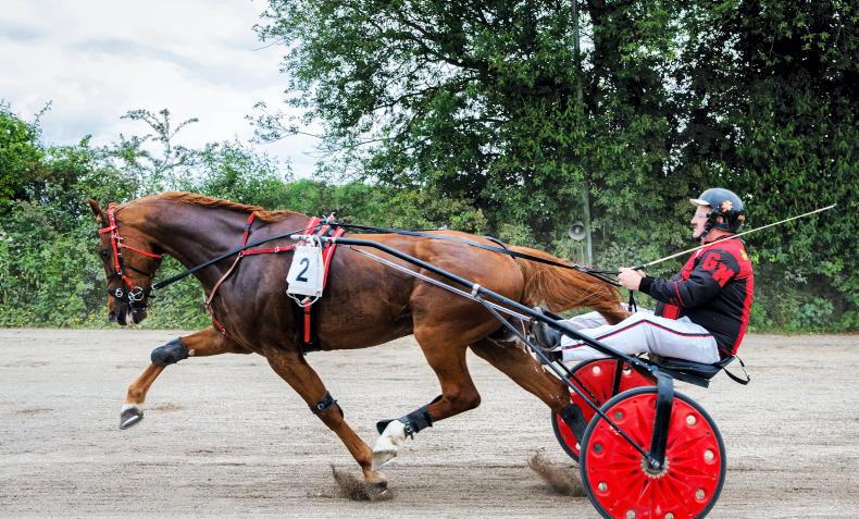 HARNESS RACING: Avenir raises the cheers - Vimarsana News
