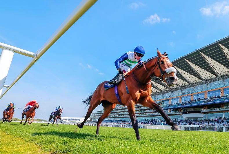 Coltrane heads 14 Gold Cup runners - Vimarsana News