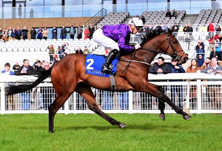 Big targets ahead for classy Bucanero Fuerte - Vimarsana News