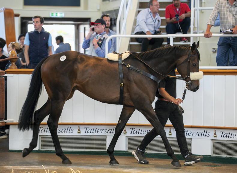SALES: Willie Mullins to train 320,000gns dual-purpose prospect - Vimarsana News