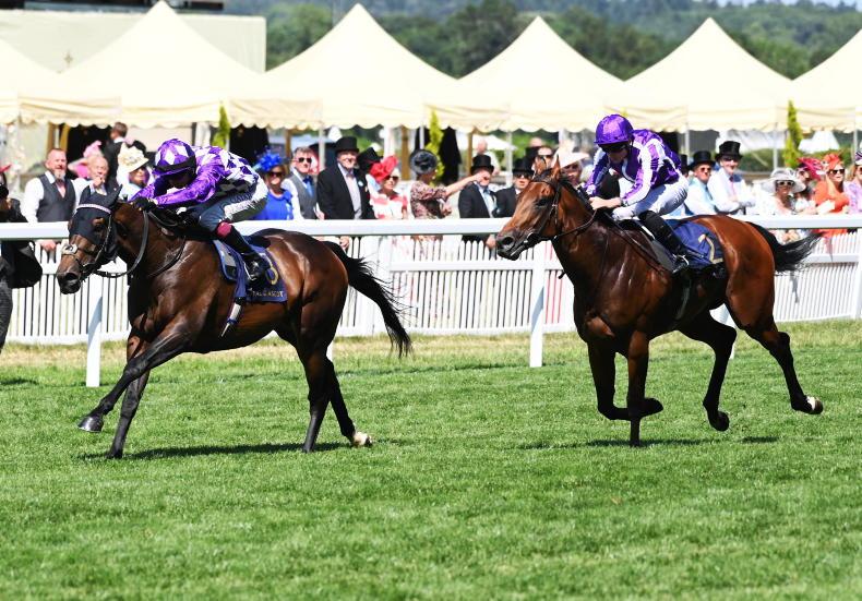 RACING CENTRAL: Shaquille out to confirm Commonwealth class - Vimarsana News