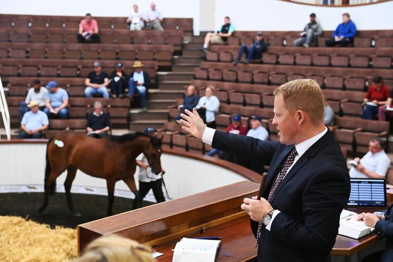 SALES: Your final chance to buy a store horse this year - Vimarsana News