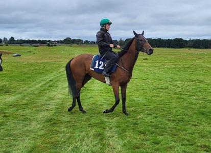 Murtagh set to aim high with Cadeau Belle next week - Vimarsana News